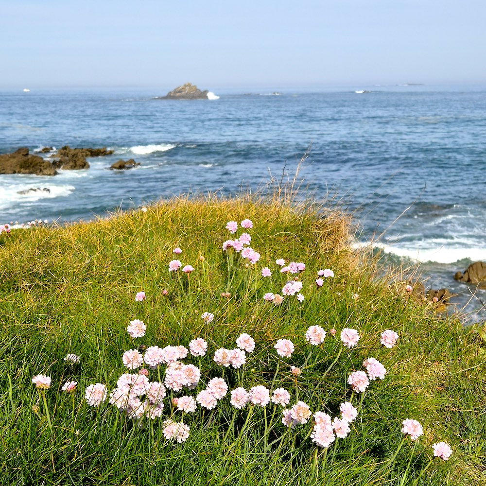 Fleurs sur les plages du morbihan
