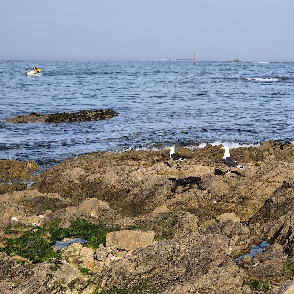 Goélands de la baie de Quiberon