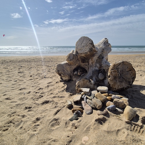Souche d'un arbre sur la plage